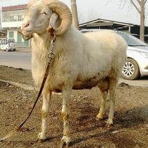 纯种小尾寒羊种公羊活体出售小尾寒羊怀孕大母羊小尾寒羊羊羔