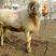 纯种小尾寒羊种公羊活体出售小尾寒羊怀孕大母羊小尾寒羊羊羔