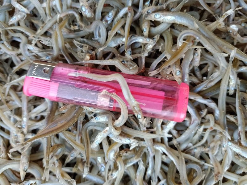 牙签鱼，面条鱼，银针鱼，青鱼干9斤净