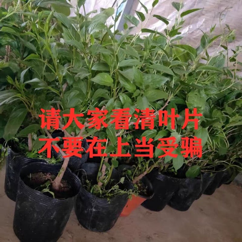 【精品】软枣苗龙城二号一年苗两年苗原产地大量批发软枣猕
