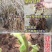 【精品】软枣苗龙城二号一年苗两年苗原产地大量批发软枣猕