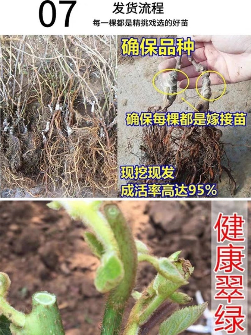 【精品】软枣苗龙城二号一年苗两年苗原产地大量批发软枣猕