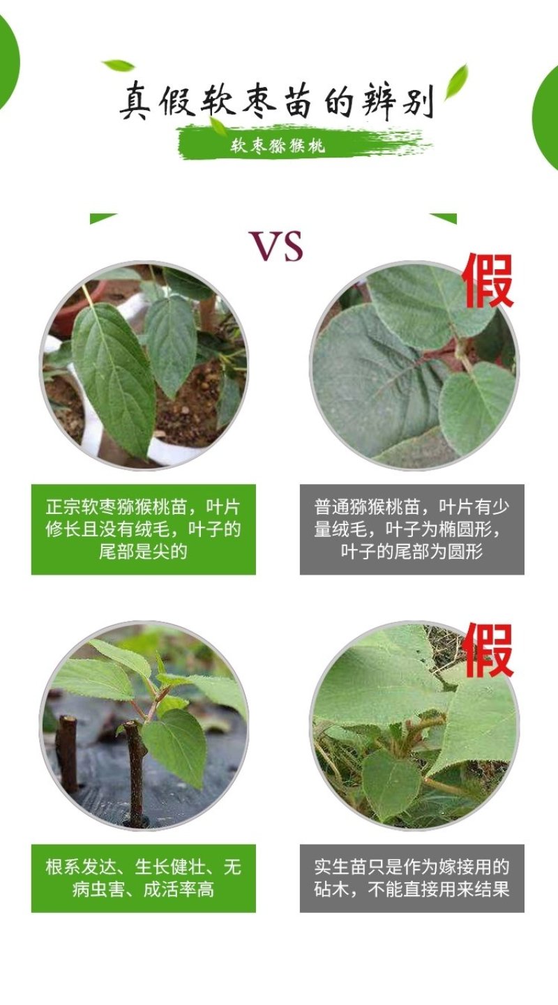 【精品】软枣苗龙城二号一年苗两年苗原产地大量批发软枣猕