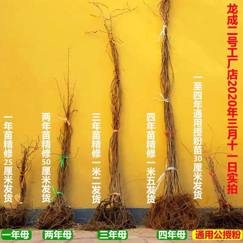 【精品】软枣苗龙城二号一年苗两年苗原产地大量批发软枣猕