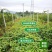 【精品】软枣苗龙城二号一年苗两年苗原产地大量批发软枣猕