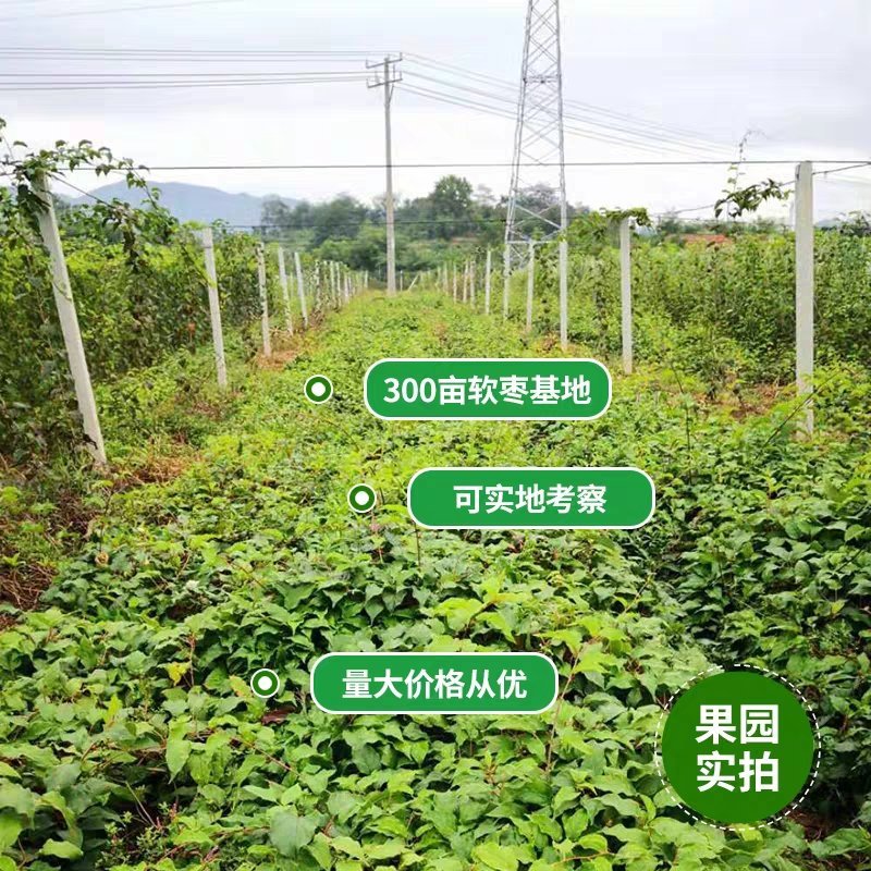 【精品】软枣苗龙城二号一年苗两年苗原产地大量批发软枣猕