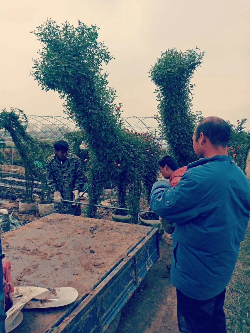 造型月季私人订制动物造型月季人物造型月季