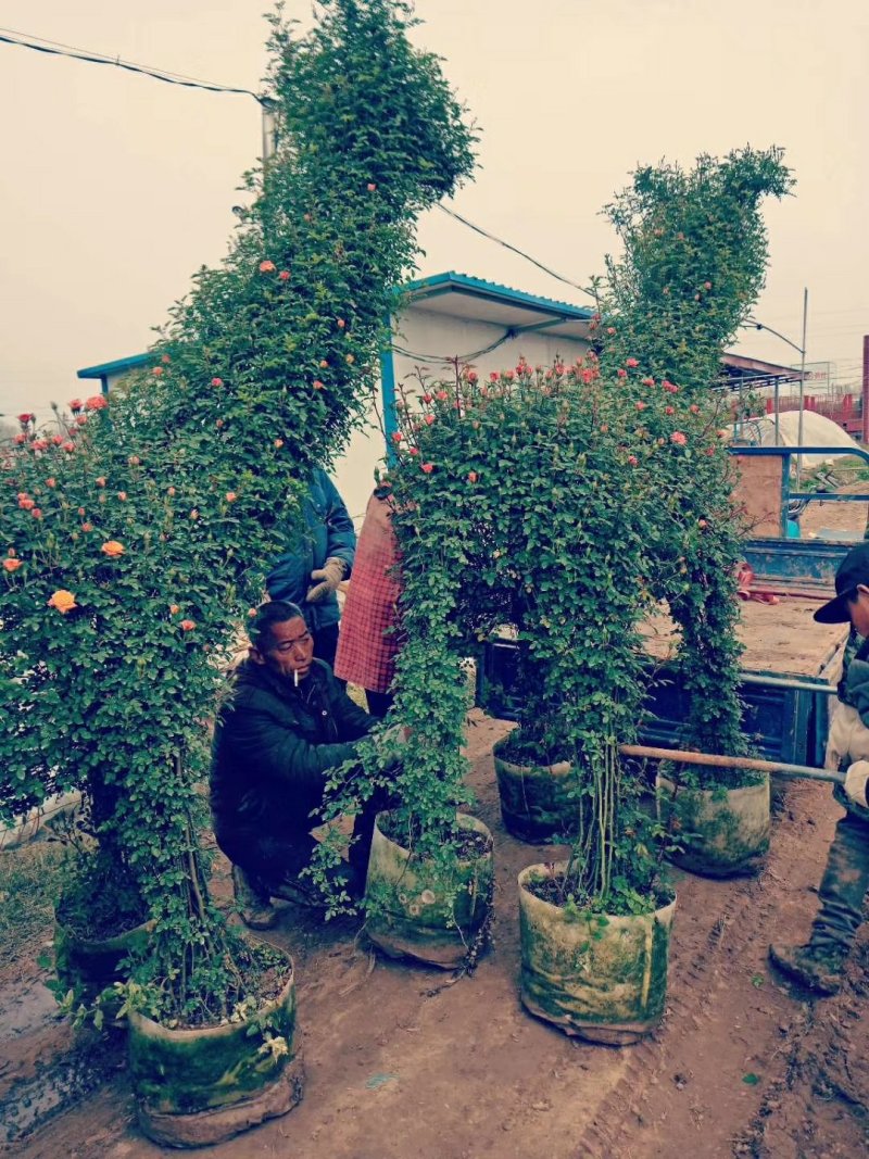 造型月季私人订制动物造型月季人物造型月季