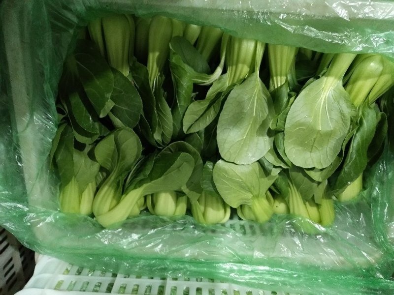穆氏果蔬长年销售精品叶菜，欢迎订购！！！