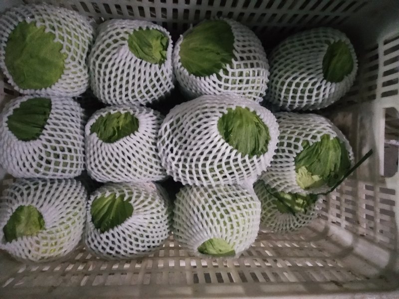 穆氏果蔬长年销售精品叶菜，欢迎订购！！！