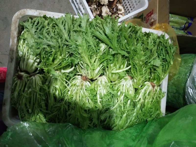 穆氏果蔬长年销售精品叶菜，欢迎订购！！！