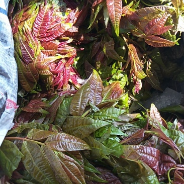 穆氏果蔬长年销售精品叶菜，欢迎订购！！！