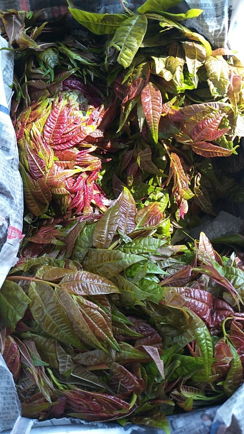 穆氏果蔬长年销售精品叶菜，欢迎订购！！！