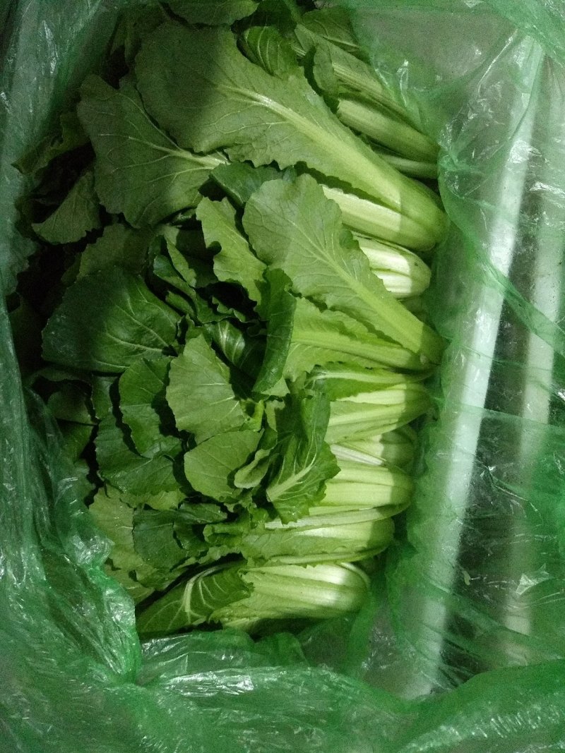 穆氏果蔬长年销售精品叶菜，欢迎订购！！！
