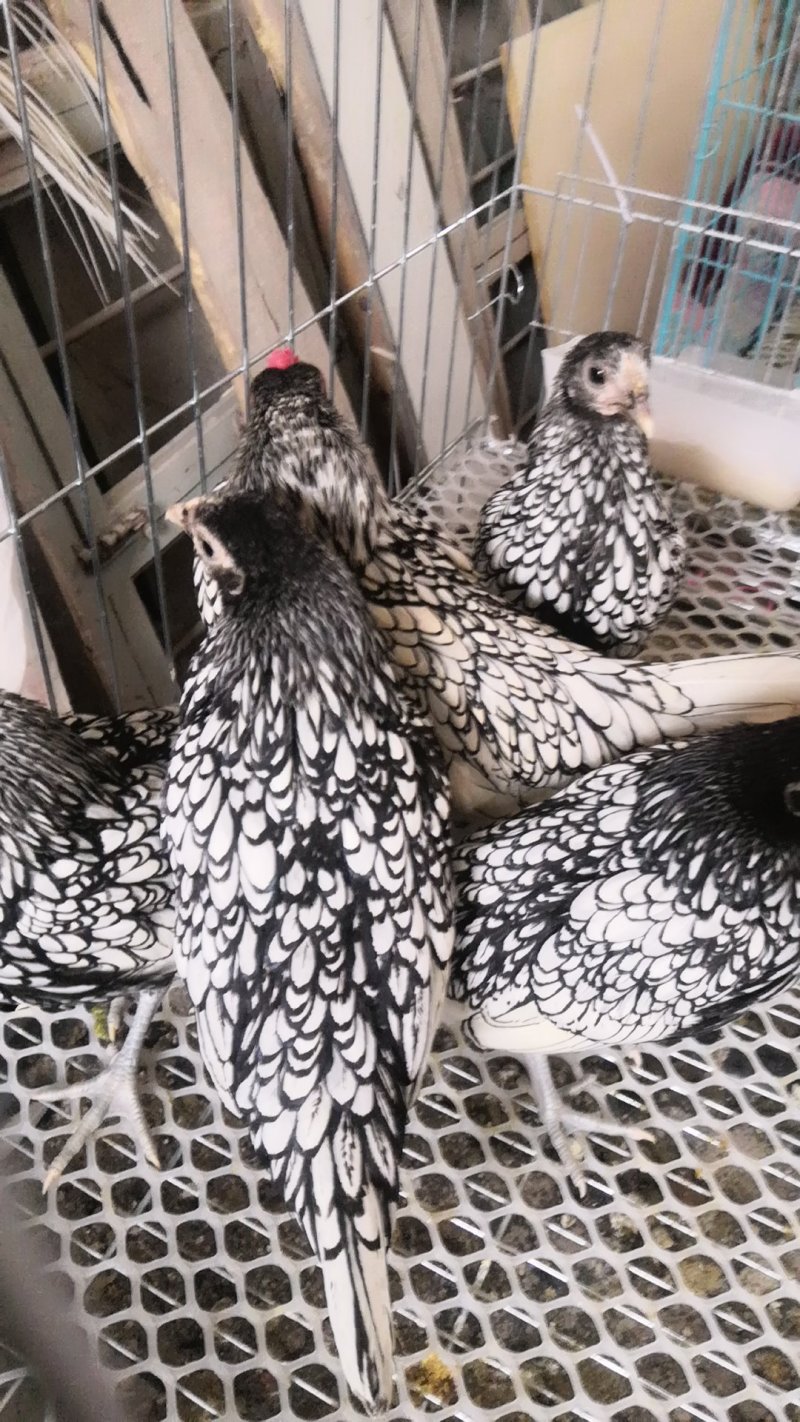 波澜观赏鸡婆罗门观赏鸡价格