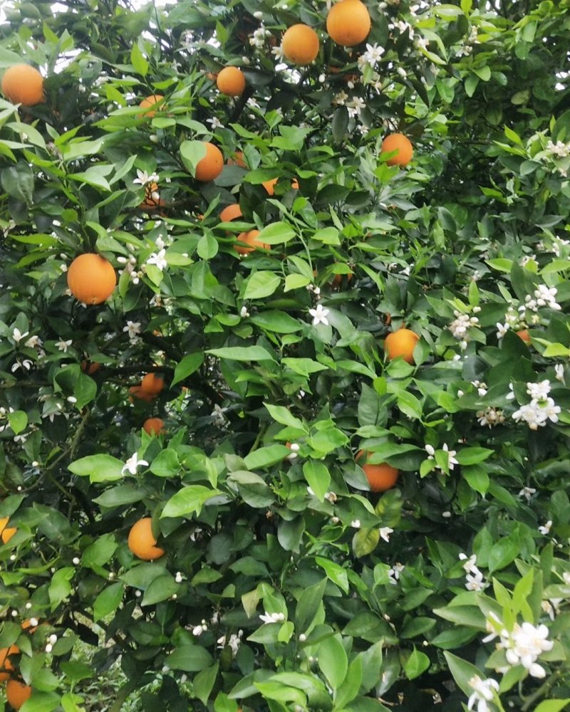 江永特产产地直供色泽靓丽，花果同树，夏橙上市！欢迎采购
