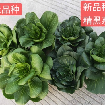 矮脚青种子矮脚菜种七宝青种子精黑种子