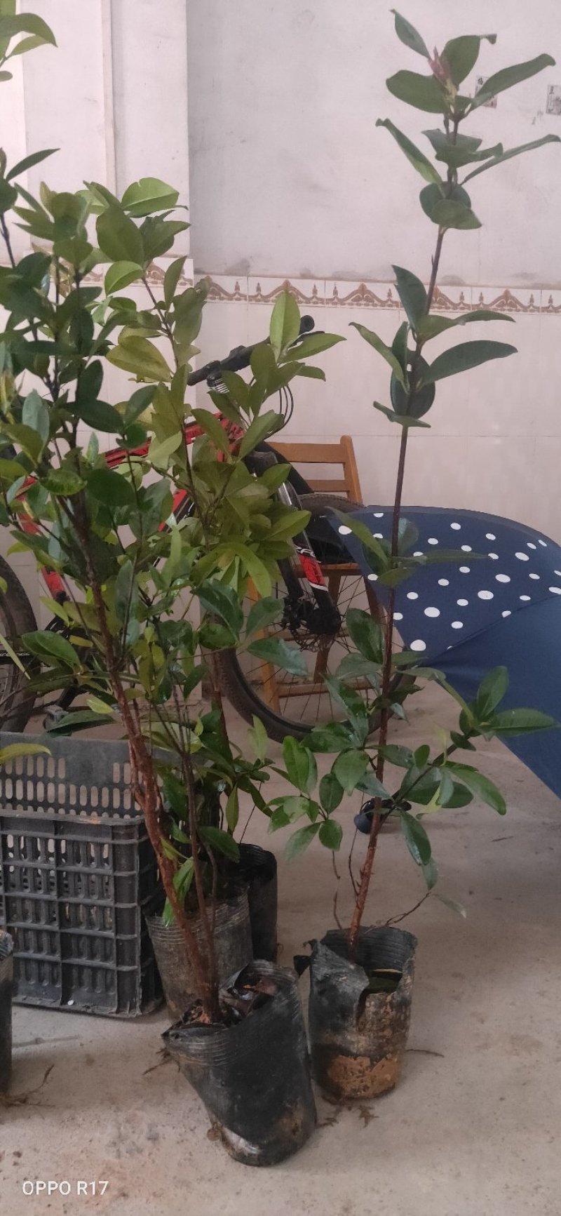 包邮精品【广西灵山樱桃车里子】营养杯苗
