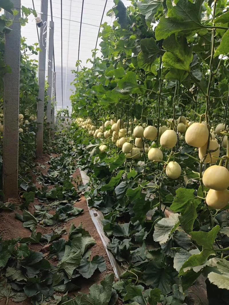 星甜20香瓜，大量上市，产地直销，潍坊青州。