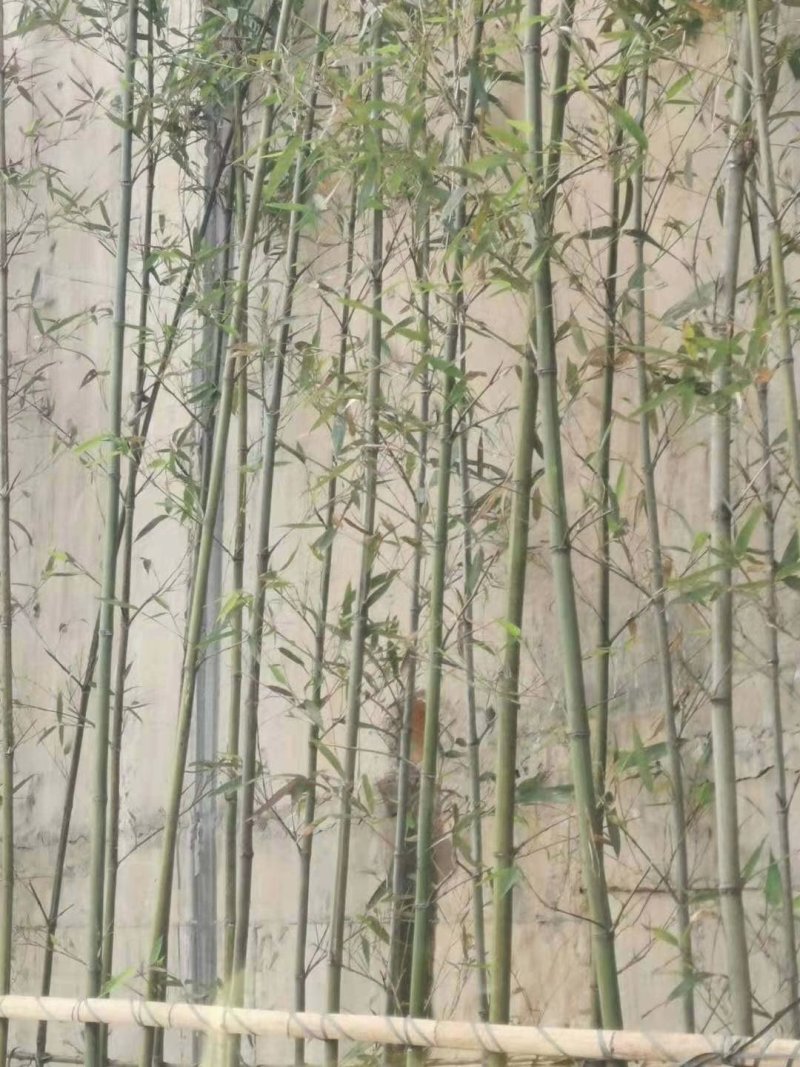 绿化竹，小竹子，四季青竹子