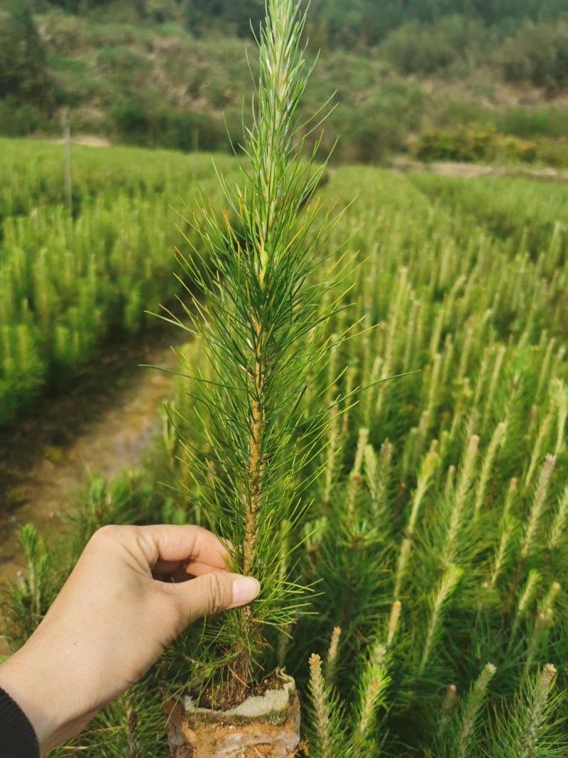 马尾松，湿地松，油松，各种松树，大量有货，低价出售