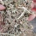 花生秧牛羊马兔草料大量供应