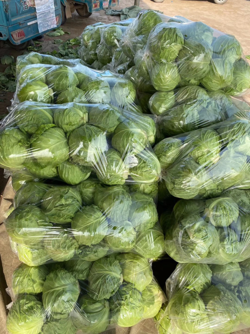 德州精品甘蓝个头均匀颜色绿，8398品种，微宣