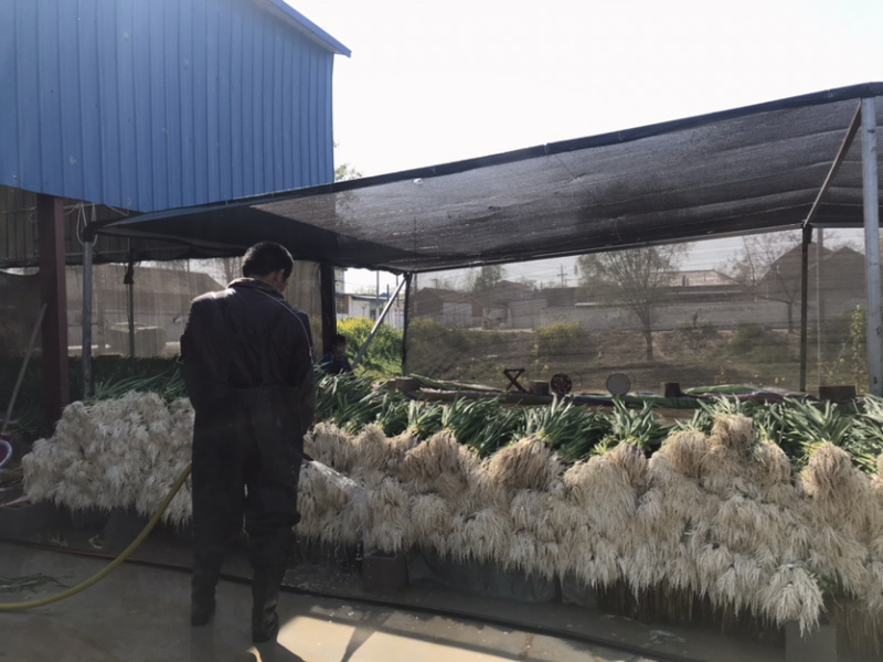 蒜苗大量上市有水池有工作人员便宜了