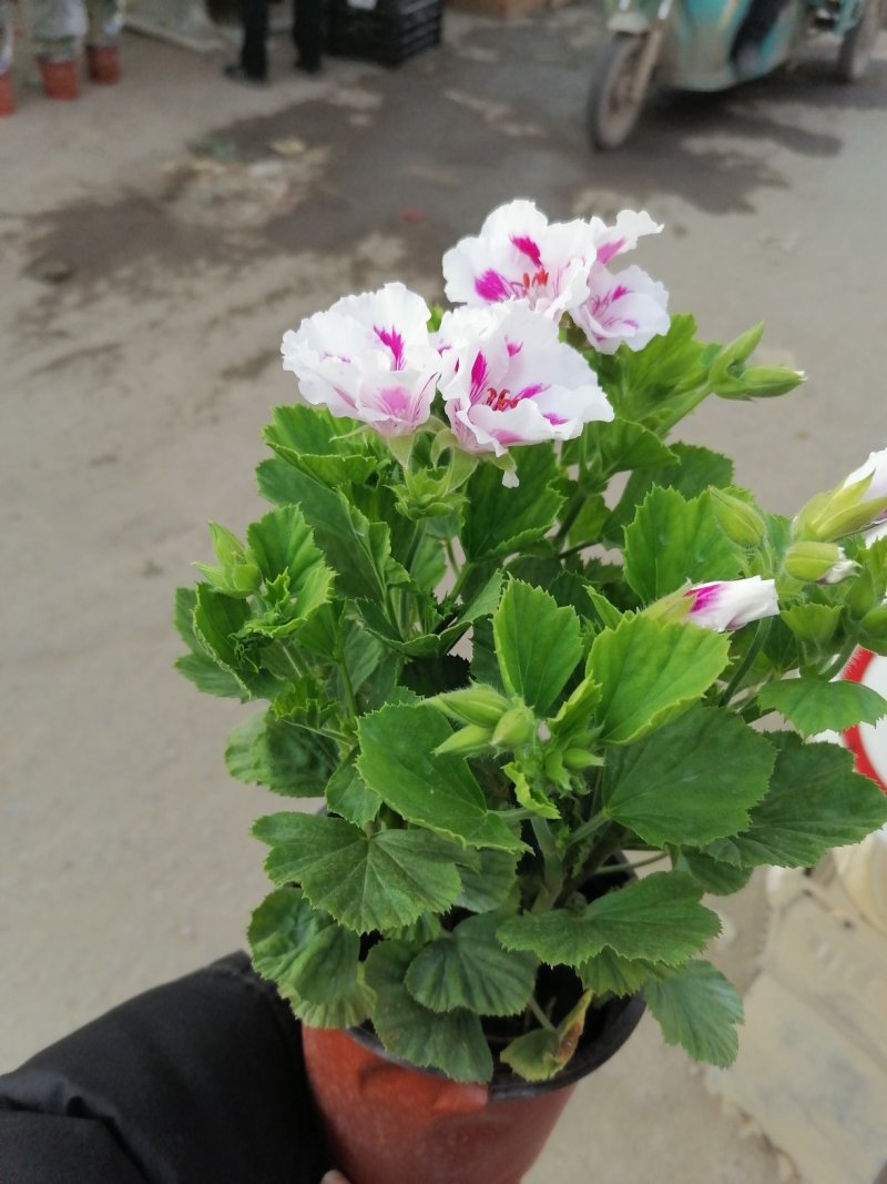 优质蝴蝶梅，青州基地直发