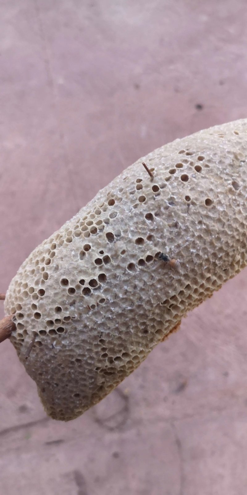 蜂蜜