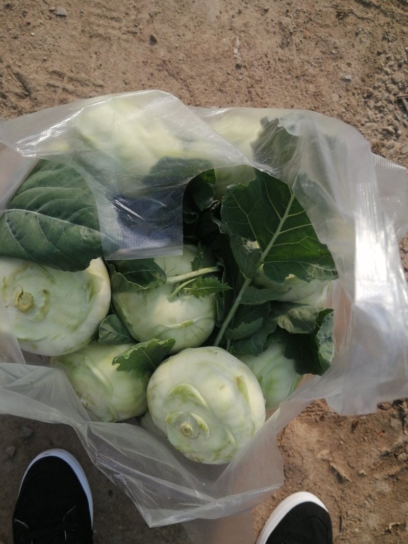 优质大棚水果苤蓝大量上市产地直发生吃凉拌炒