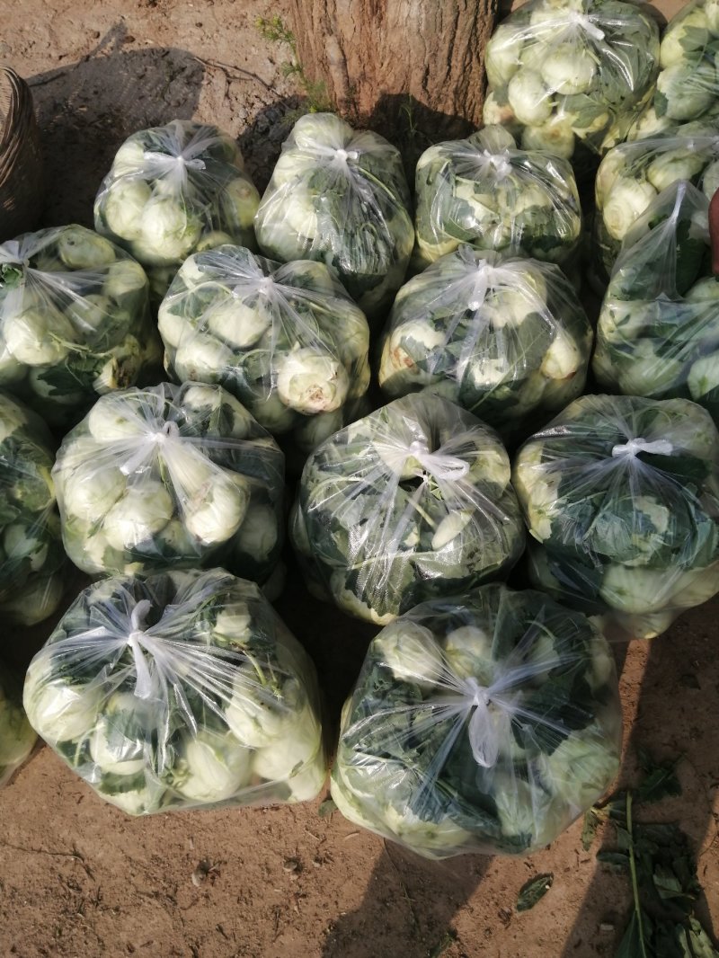 优质大棚水果苤蓝大量上市产地直发生吃凉拌炒
