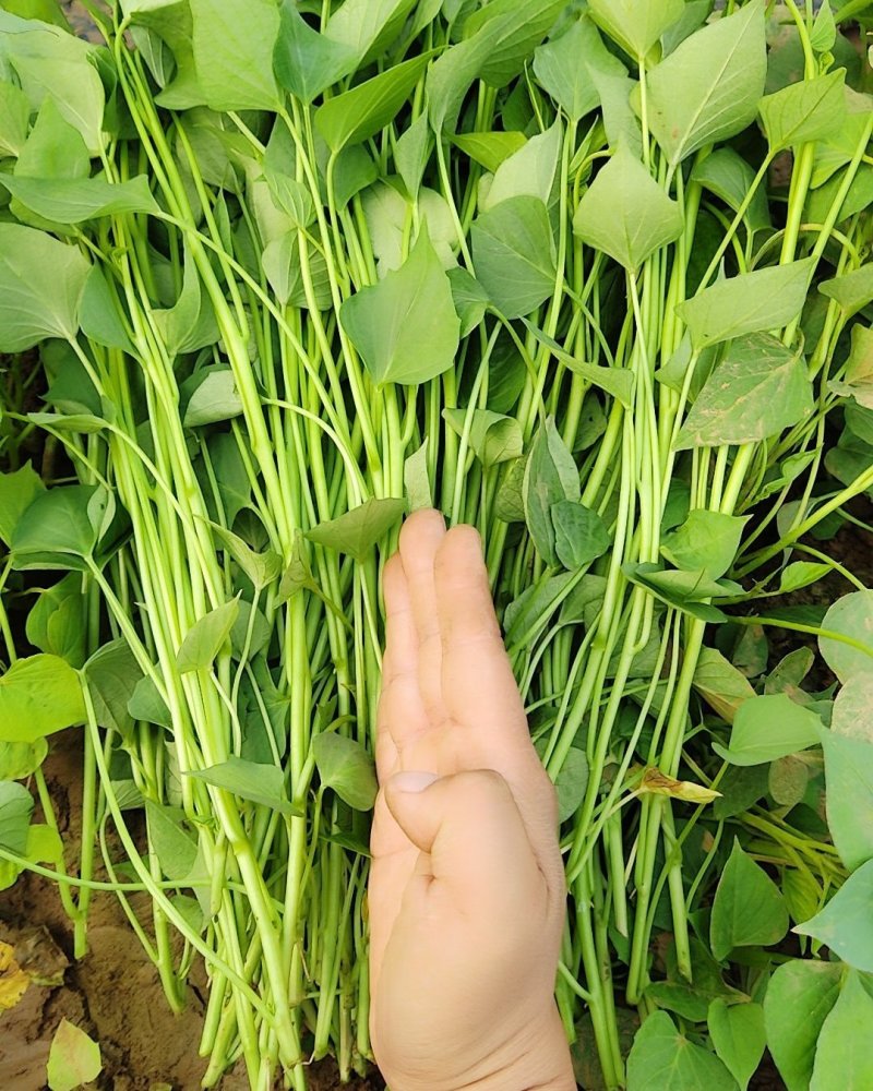 西瓜红红薯苗品种齐全货源充足基地直供量大从优
