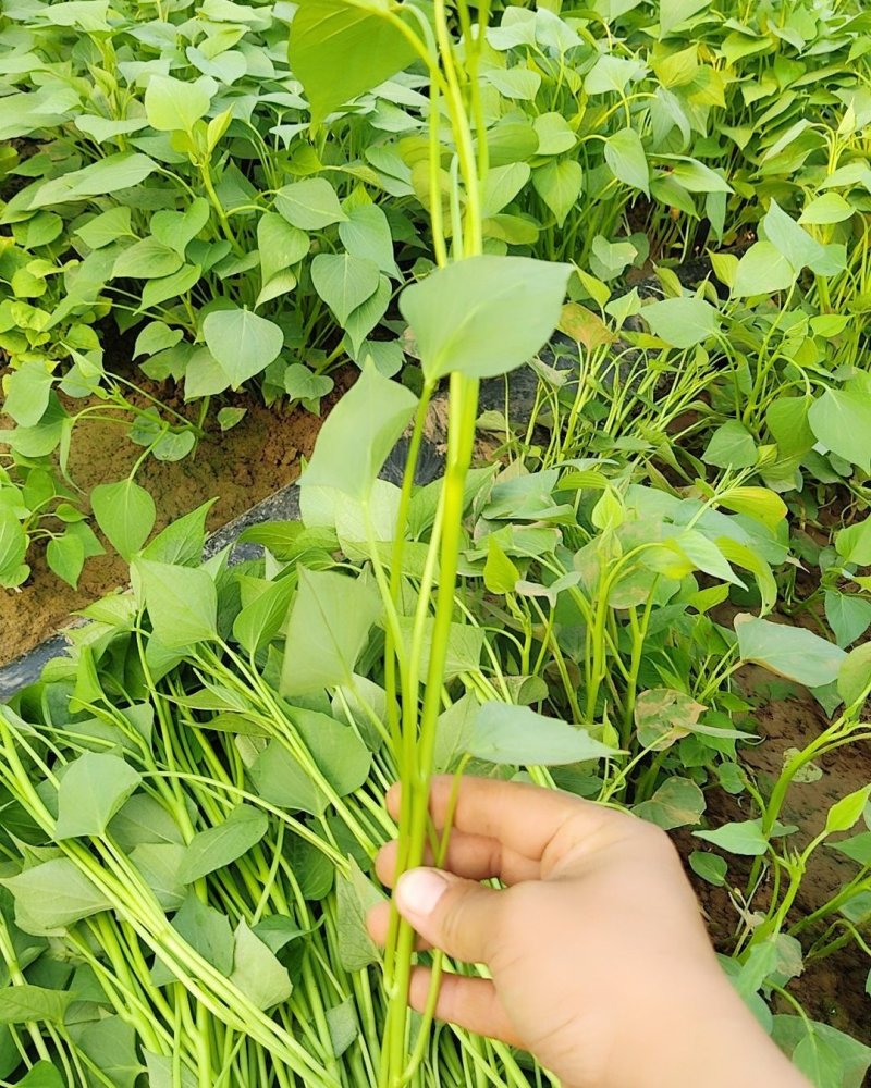 西瓜红红薯苗品种齐全货源充足基地直供量大从优