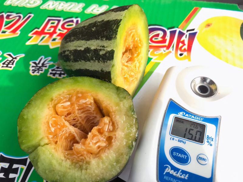 精品甜瓜博洋九，博洋六一甜瓜大量上市，可发往全国。