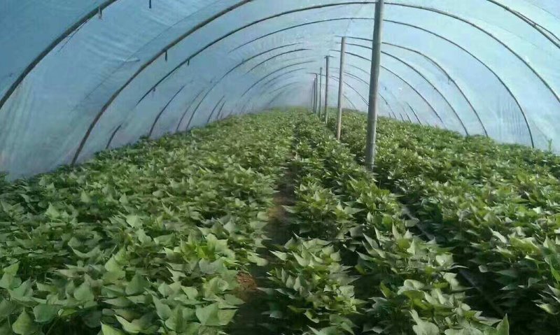红薯苗