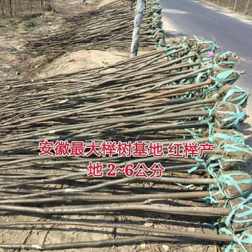 【精选】榉树红榉树清地处理榉树基地量大从优