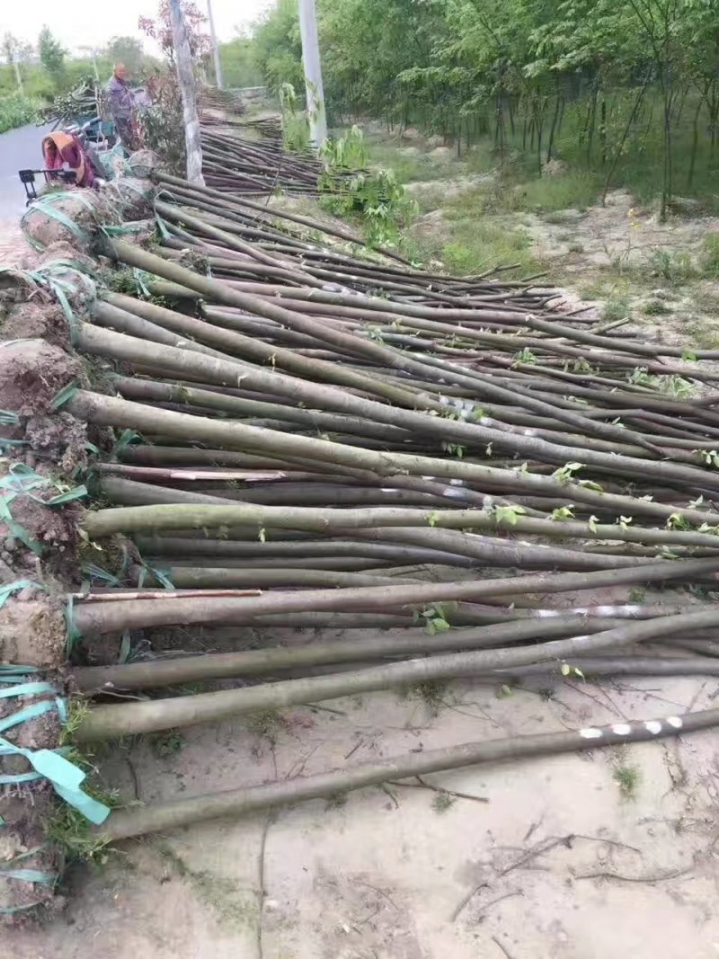 【精选】榉树红榉树清地处理榉树基地量大从优