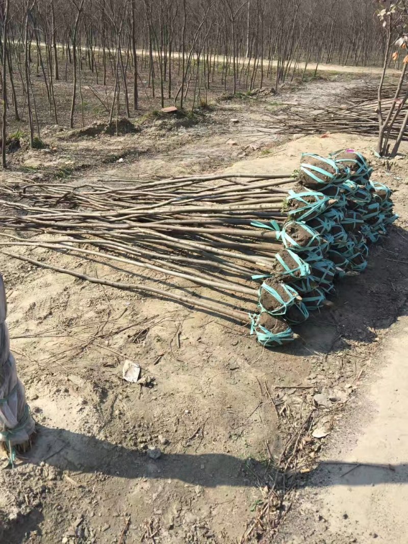 【精选】榉树红榉树清地处理榉树基地量大从优