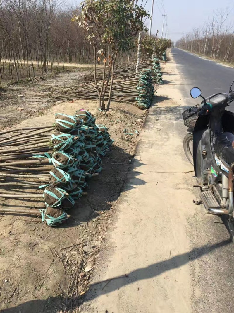 【精选】榉树红榉树清地处理榉树基地量大从优
