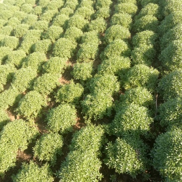 高钙救心菜(费菜)