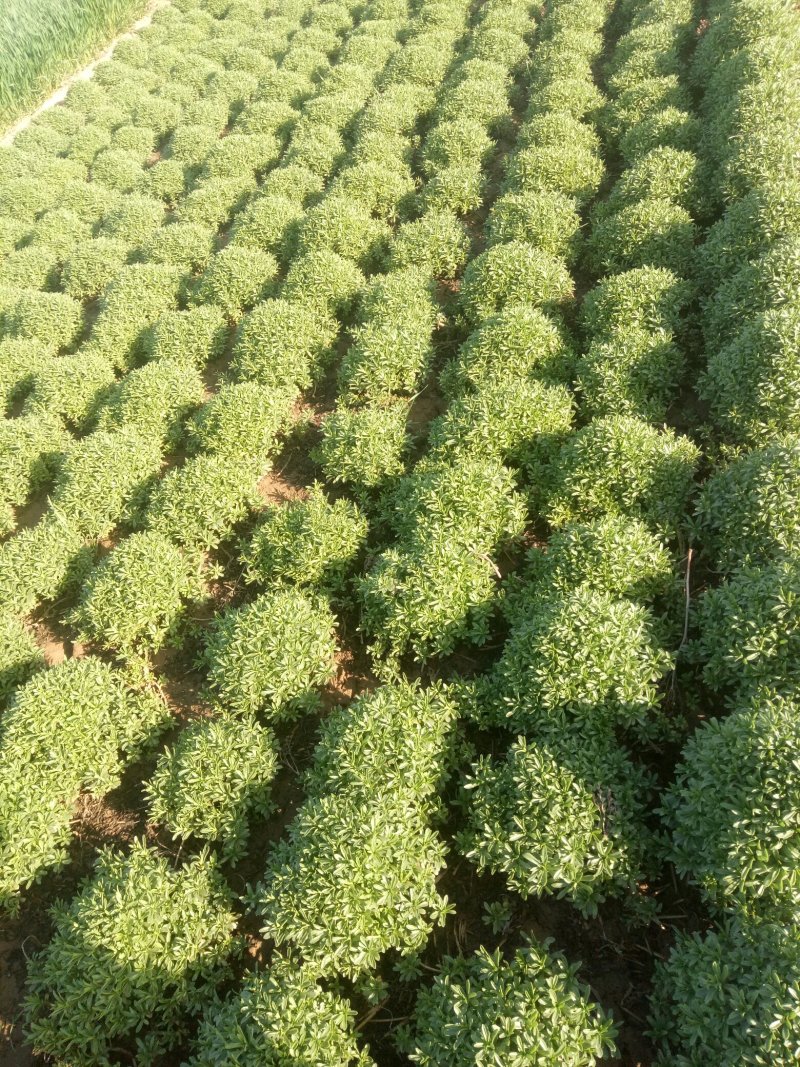 高钙救心菜(费菜)