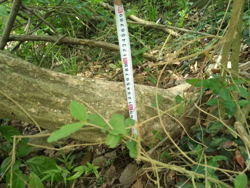 紫藤大树三十公分至八十公分