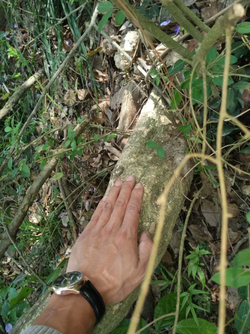 紫藤大树三十公分至八十公分