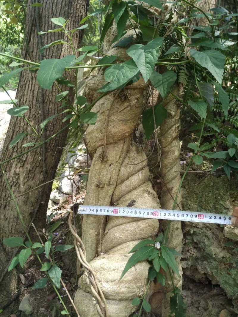 紫藤大树三十公分至八十公分