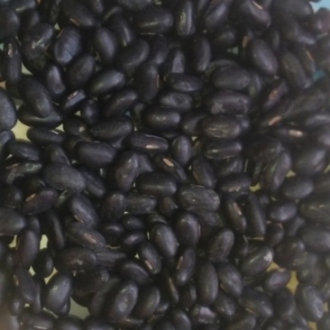 甘肃庆阳环县精品扁黑豆自家种植保质保量可视频产地看