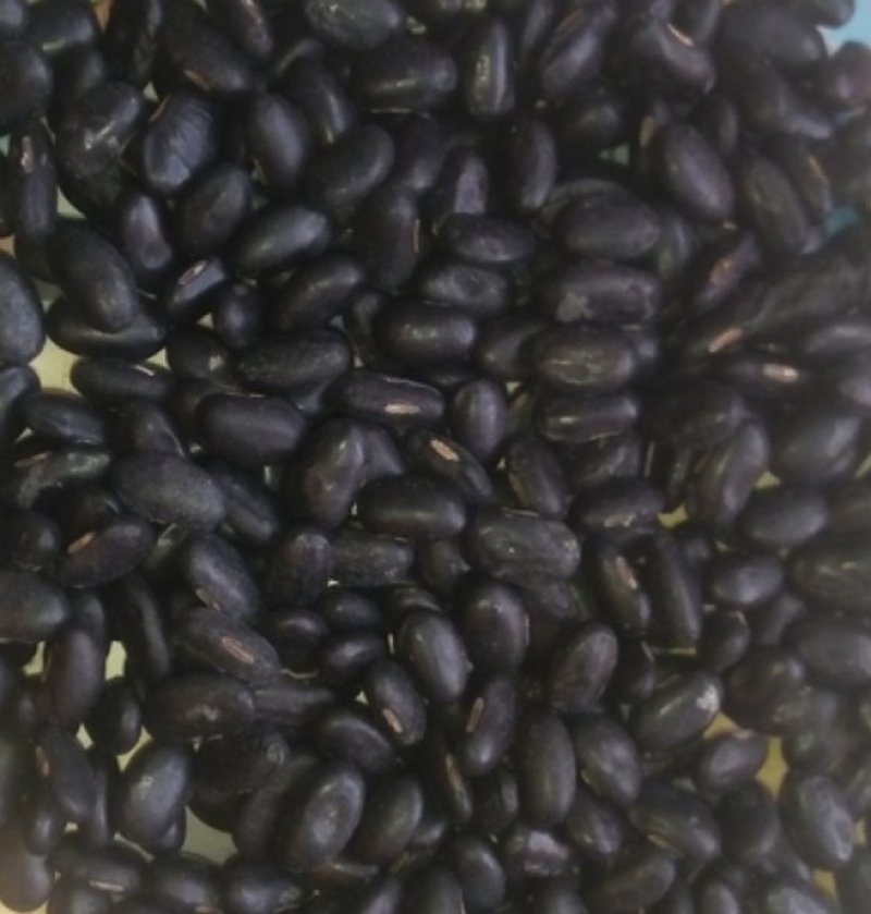 甘肃庆阳环县精品扁黑豆自家种植保质保量可视频产地看