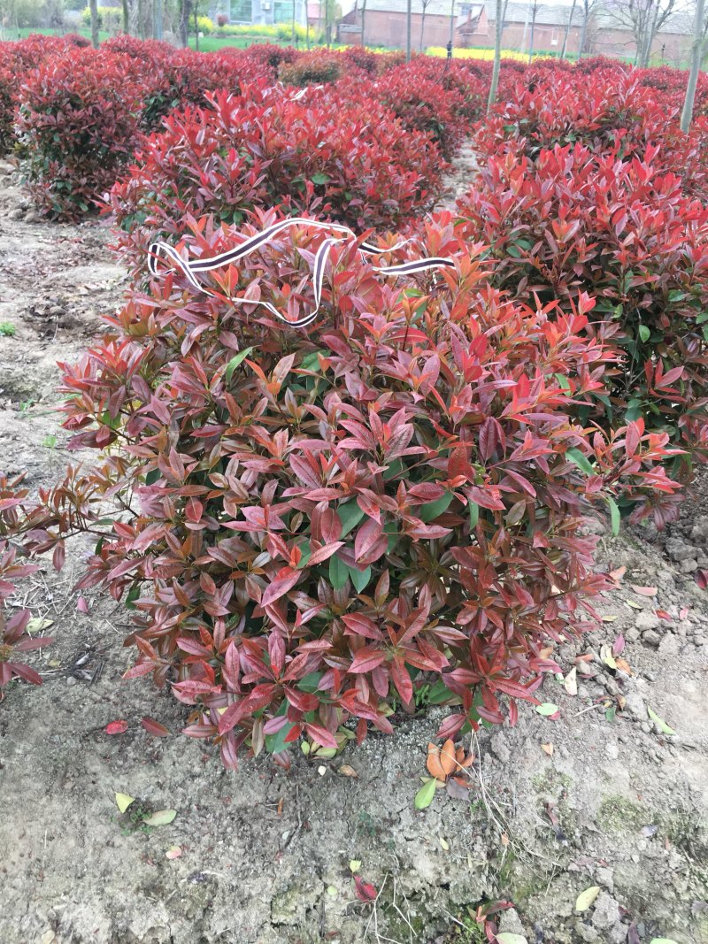 红叶石楠球1米冠幅红叶石楠小杯红叶石楠大杯