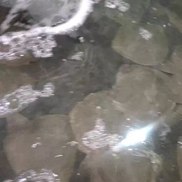 多宝鱼