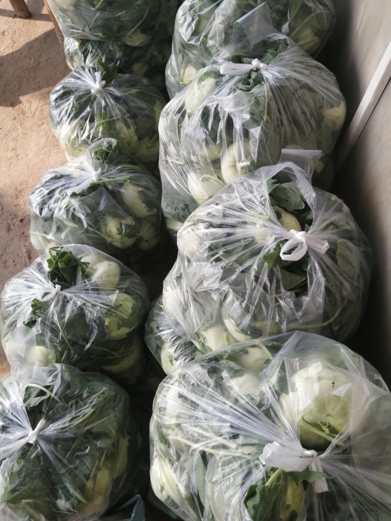 优质大棚水果苤蓝大量上市有需要的联系产地直发